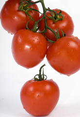 red tomatoes