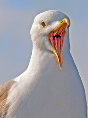 seagull -- just say ahhh!