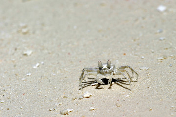 crabe