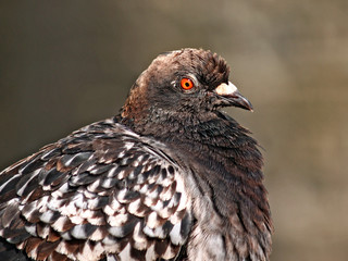 young pigeon