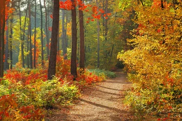 Zelfklevend Fotobehang colors of fall © Andrzej Tokarski
