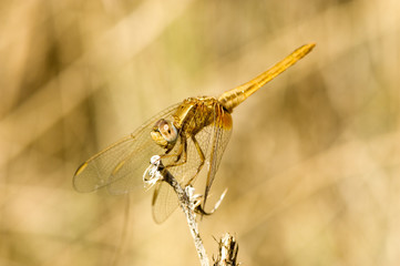 libellule