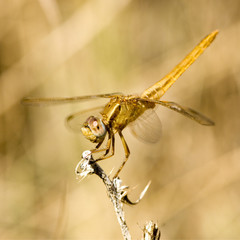 libellule