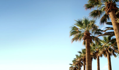 palmiers et paysage paradisiaque