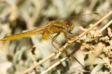 libellule