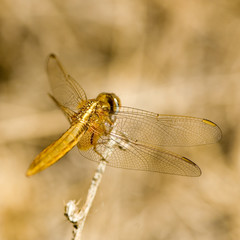 libellule