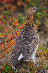 ptarmigan