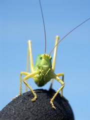 heuschrecke