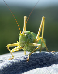heuschrecke