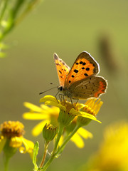 schmetterling