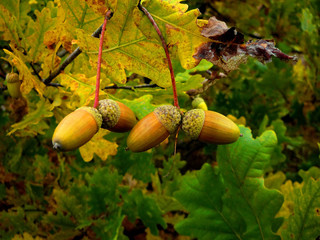 acorn © Sergey Shapkin