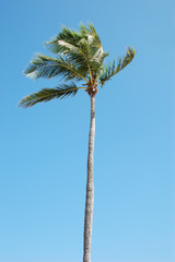 palm tree over beach