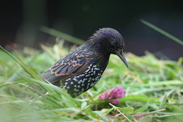 sturnus vulgaris
