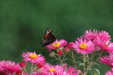 astern und schmetterling