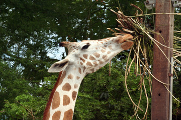 giraffe eating
