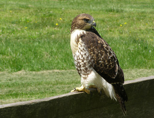 hawk portrait