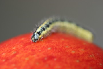 caterpillar and apple