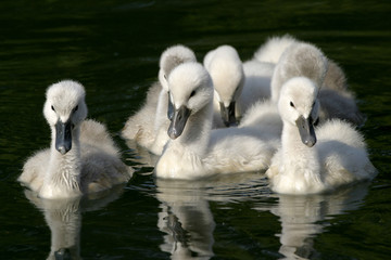 Fototapeta premium bébés cygnes