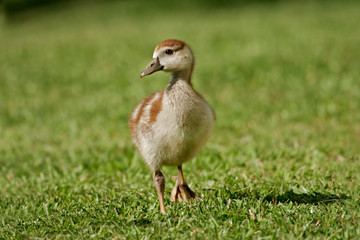 egyptian goose duckling