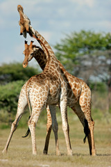 giraffes