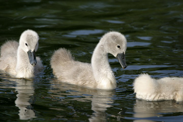 bébés cygnes