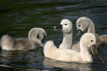 bébés cygnes