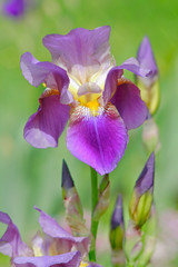 iris flower