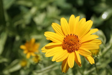 yellow daisy