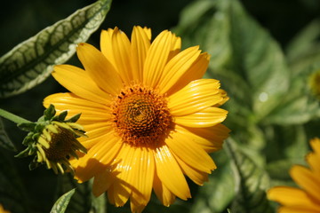yellow daisy