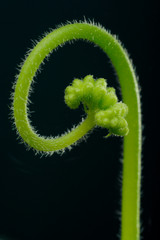 sundew - drosera capensis
