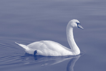 Fototapeta premium schwan