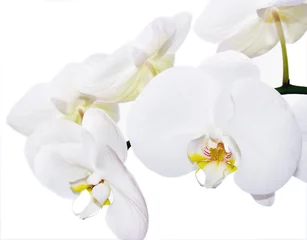 Peel and stick wallpaper Orchid white phalenopsis orchids