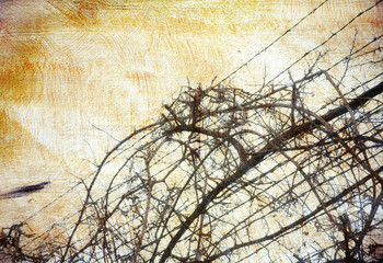 grunge background with grape-vine over barbed wire