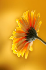 yellow orange gerbera flower - 1383086