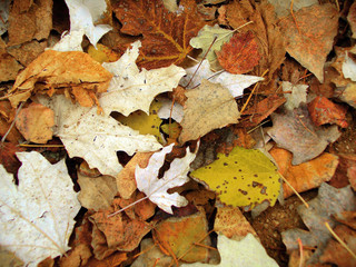 fall leafs