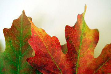 two fall leaves