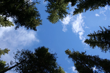 looking up in a forest