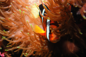 Naklejka na ściany i meble fish in anemone
