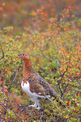 ptarmigan