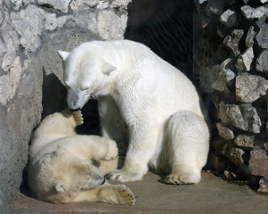 polar bears