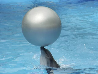 Photo sur Plexiglas Dauphin dauphin et balle