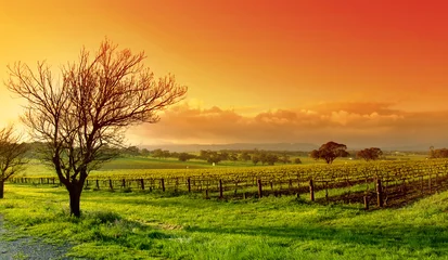 Gordijnen wijngaard landschap © Kwest