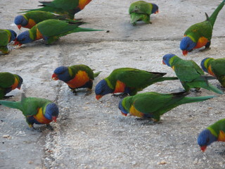 rainbow lorikeet