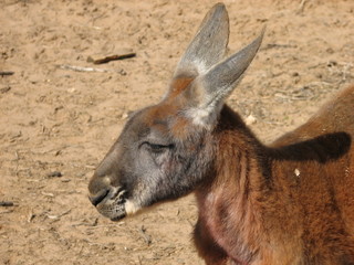 kangaroo