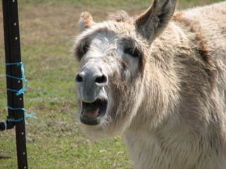 donkey