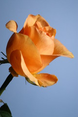 a yellow rose against a blue background