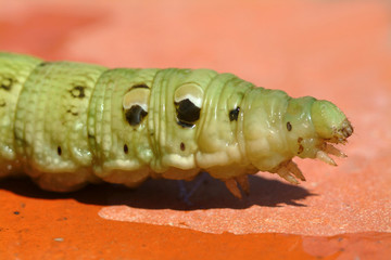 green worm