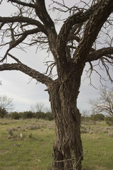 Fototapeta premium mesquite