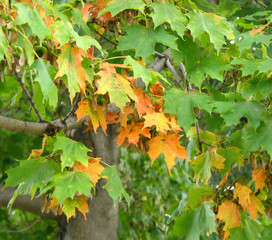 fall leaves