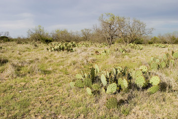cactus patch